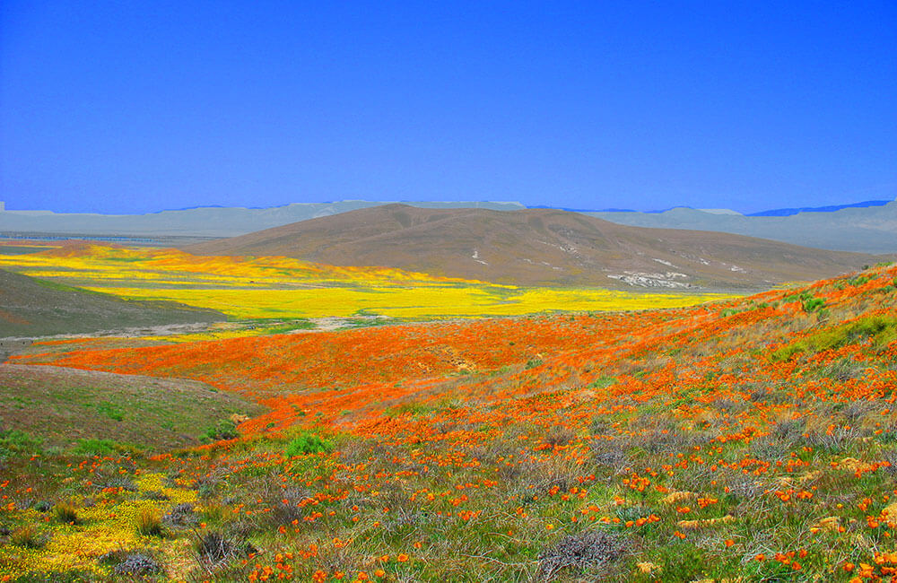 Antelope Valley Poppy Preserve-Interstate 5: SupposeUDrive